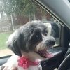 layla_brown4